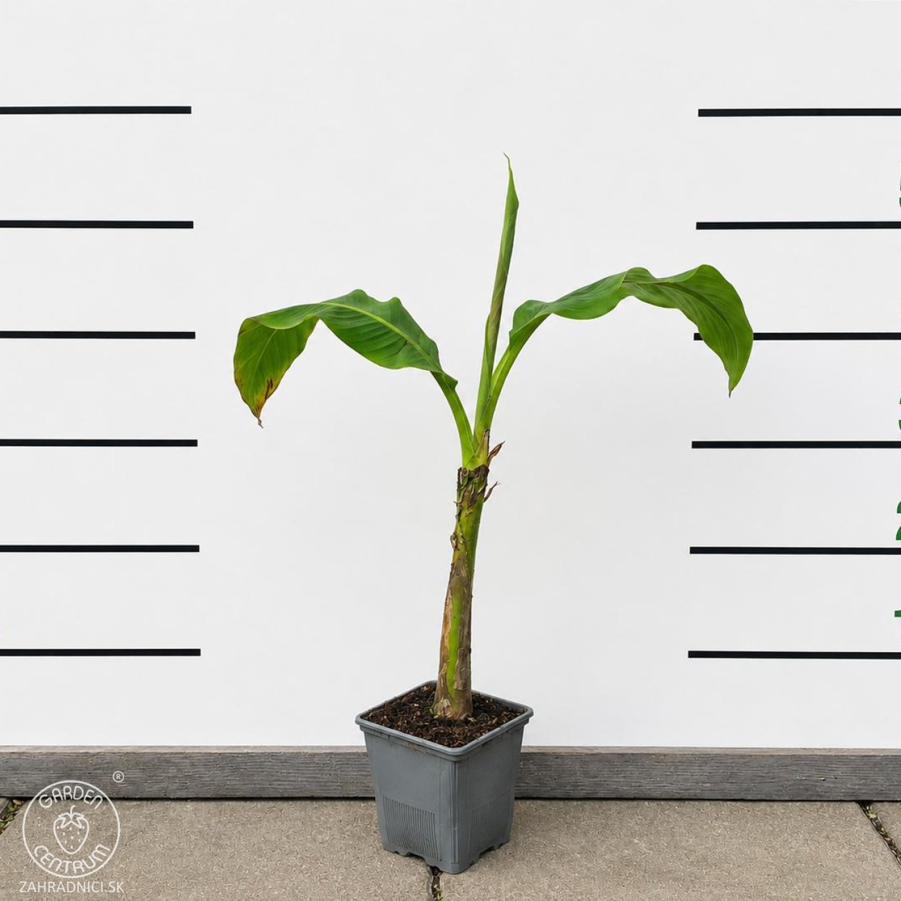 Obrázok Banánovník (Banana sikkimensis) ´RED TIGER´ - výška 40-60 cm, C1,5L (-20°C)